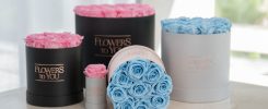 Aprenda como cuidar de Rosas Preservadas